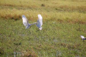Fighting in the Chobe