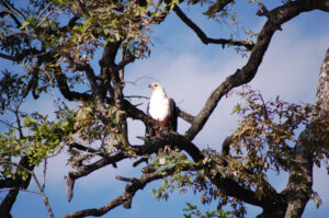 The Watcher